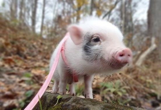 Take your Hawg on a hike